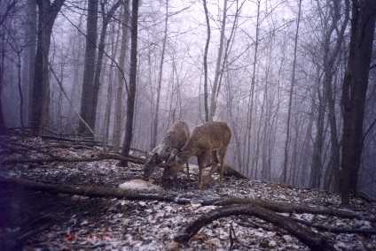 Deer with snow on their backs.